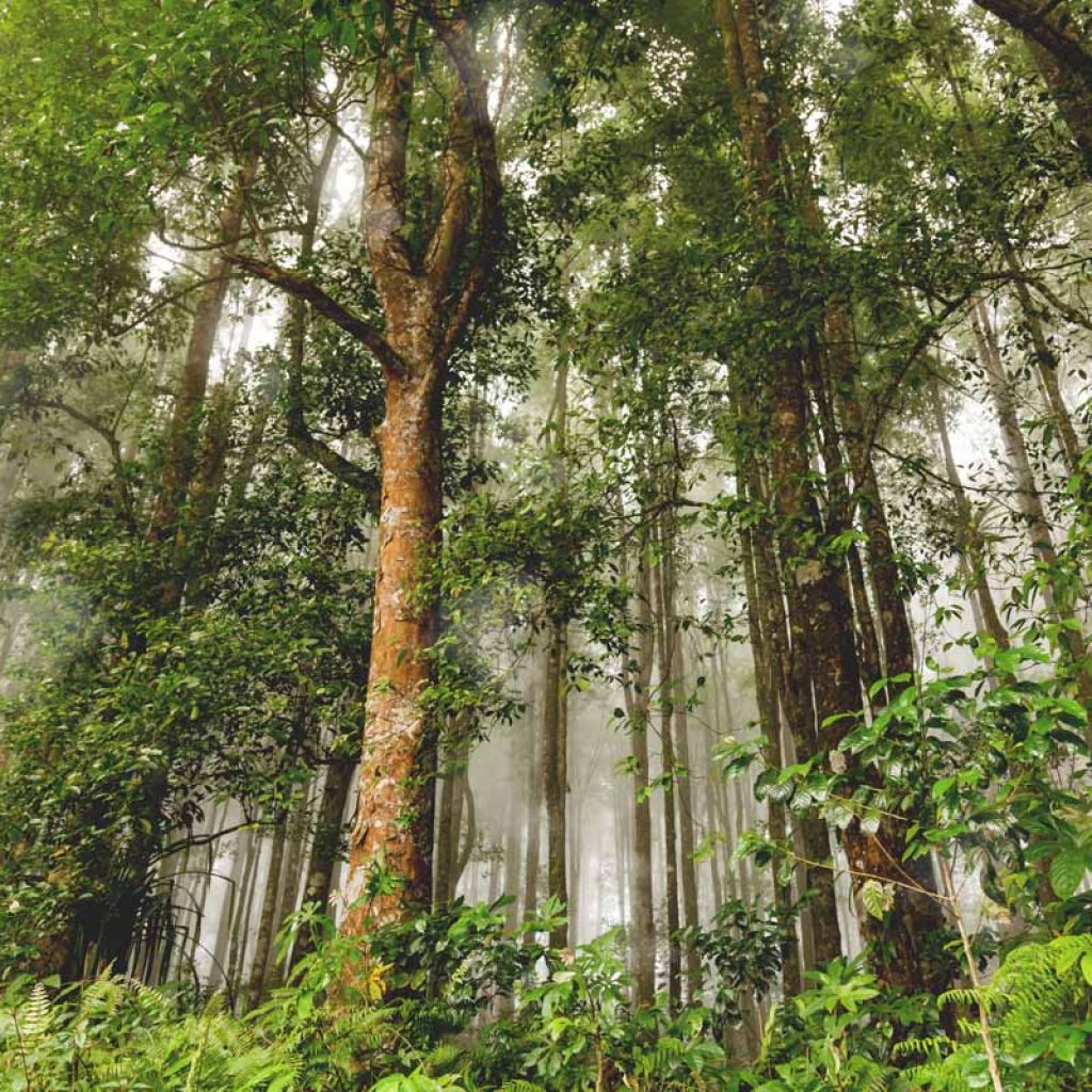 Bali Botanical Garden Bedugul