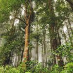 Bali Botanical Garden Bedugul