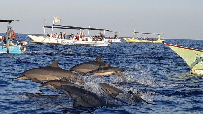 Dolphin Watching And Ulundanu Temple Trip