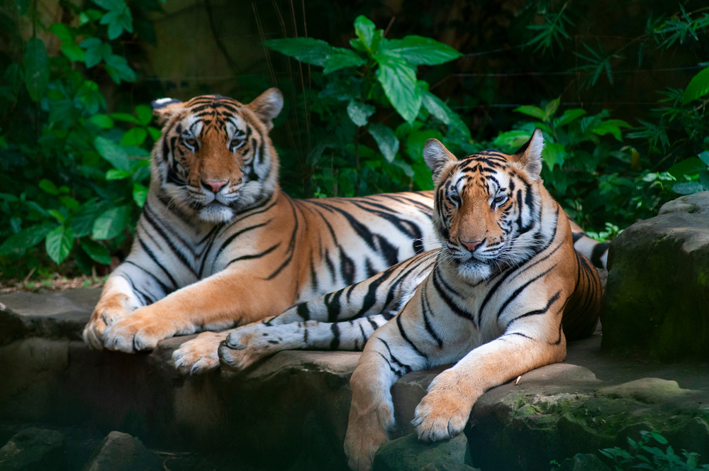 Bali Safari Marine Park and Ubud Monkey Forest